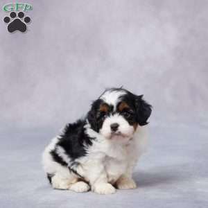 Coco, Cavapoo Puppy